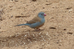 Uraeginthus cyanocephalus