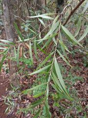 Acacia confusa