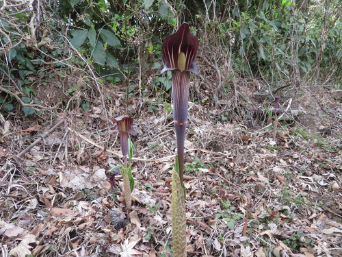 Image of Arisaema Limbatum (Arisaema limbatum) by (c) Marco Mussita, some rights reserved (CC BY)