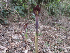 Arisaema limbatum