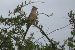 Urocolius macrourus