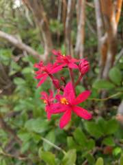 Epidendrum × obrienianum
