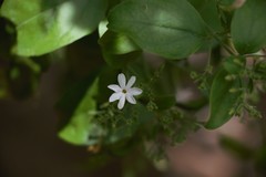 Jasminum fluminense