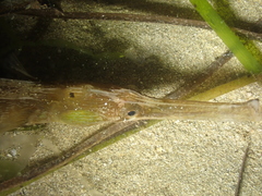 Syngnathus acus