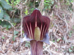 Arisaema limbatum