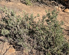Delosperma multiflorum