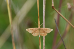 Idaea rufaria