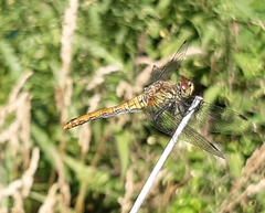 Sympetrum sanguineum