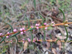 Hypocalymma robustum