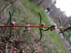 Hypocalymma robustum