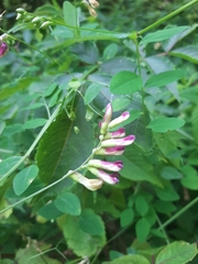 Vicia dumetorum