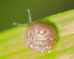 Strobilops texasianus