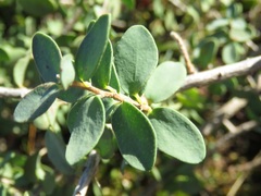 Melaleuca elliptica