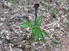 Arisaema limbatum