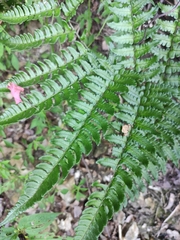 Dryopteris championii
