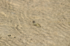 Alitta virens