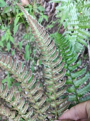 Dryopteris championii