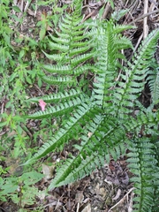 Dryopteris championii
