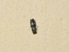 Lepidoptera