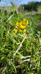 Corydalis aurea