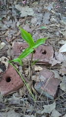 Pinellia tripartita