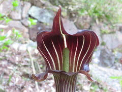 Arisaema limbatum