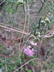 Hypocalymma robustum