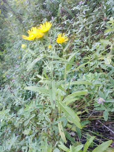 Inula britannica iNat (3)