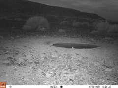 Pterocles bicinctus bicinctus