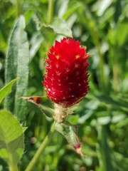 Gomphrena haageana