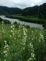 Astragalus katunicus