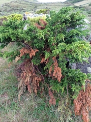 Juniperus brevifolia