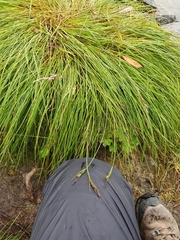 Carex nigra juncea