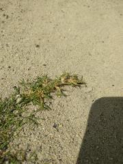 Zoysia matrella