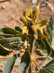 Crotalaria cunninghamii