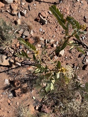 Crotalaria cunninghamii