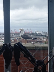 Larus fuscus