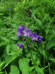 Polemonium caeruleum
