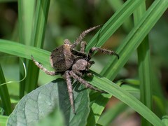 Araneus ventricosus