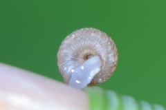 Strobilops texasianus