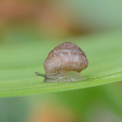 Strobilops texasianus