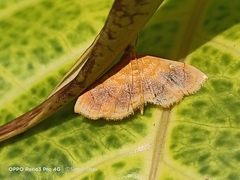 Mabra eryxalis