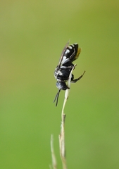 Triepeolus tristis