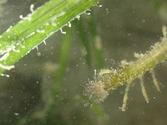 Idotea linearis