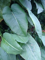 Bistorta officinalis