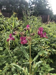 Impatiens glandulifera