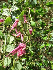 Passiflora orbiculata