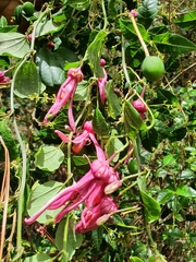 Passiflora orbiculata