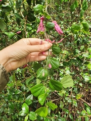 Passiflora orbiculata
