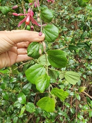 Passiflora orbiculata